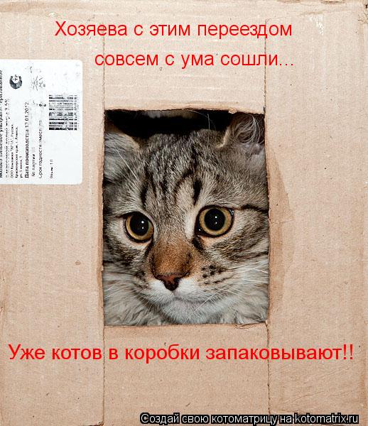 Хозяева с этим переездом совсем с ума сошли... Уже котов в коробки запаковывают!!... Котоматрица: Хозяева с этим переездом совсем с ума сошли... Уже котов в коробки запаковывают!!