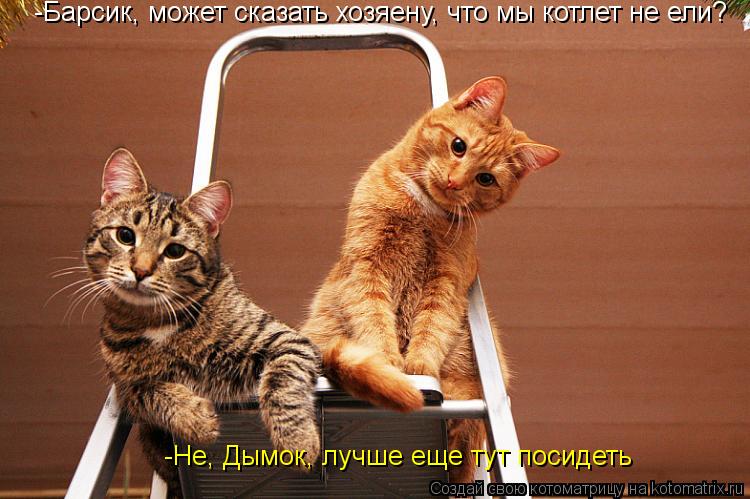 -Барсик, может сказать хозяену, что мы котлет не ели? -Не, Дымок, лучше еще тут посидеть... Котоматрица: -Барсик, может сказать хозяену, что мы котлет не ели? -Не, Дымок, лучше еще тут посидеть