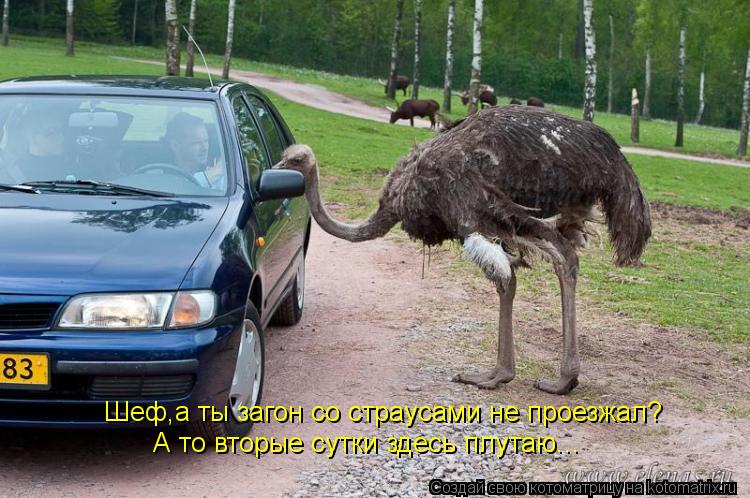 Шеф,а ты загон со страусами не проезжал? А то вторые сутки здесь плутаю...... Котоматрица: Шеф,а ты загон со страусами не проезжал? А то вторые сутки здесь плутаю...