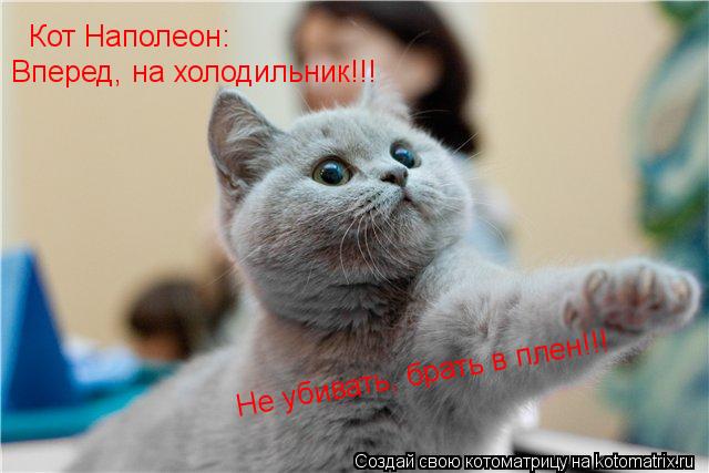 Кот Наполеон: Вперед, на холодильник!!! Не убивать, брать в плен!!!... Котоматрица: Кот Наполеон: Вперед, на холодильник!!! Не убивать, брать в плен!!!
