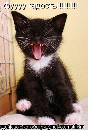 Котоматрица: фуууу гадость!!!!!!!!!