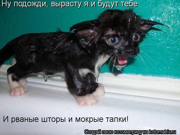 Ну подожди, вырасту я и будут тебе И рваные шторы и мокрые тапки!... Котоматрица: Ну подожди, вырасту я и будут тебе И рваные шторы и мокрые тапки!
