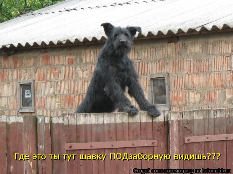 Где это ты тут шавку ПОДзаборную видишь???... Котоматрица: Где это ты тут шавку ПОДзаборную видишь???