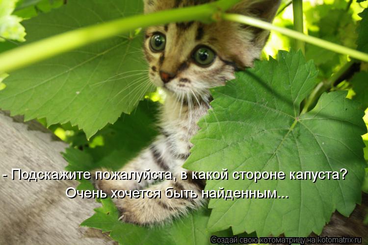 - Подскажите пожалуйста, в какой стороне капуста? Очень хочется быть найденным...... Котоматрица: - Подскажите пожалуйста, в какой стороне капуста? Очень хочется быть найденным...