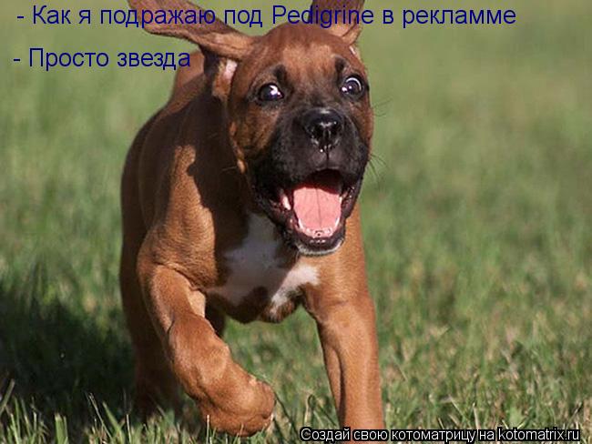 - Как я подражаю под Pedigrine в рекламме - Просто звезда... Котоматрица: - Как я подражаю под Pedigrine в рекламме - Просто звезда