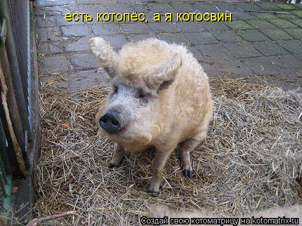 есть котопёс, а я котосвин... Котоматрица: есть котопёс, а я котосвин