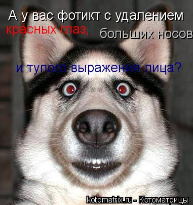 красных глаз, А у вас фотикт с удалением больших носов и тупого выражения лица?... Котоматрица: красных глаз, А у вас фотикт с удалением больших носов и тупого выражения лица?
