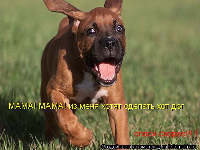МАМА! МАМА! из меня хотят сделать хот дог спаси скорее!!!!!... Котоматрица: МАМА! МАМА! из меня хотят сделать хот дог спаси скорее!!!!!