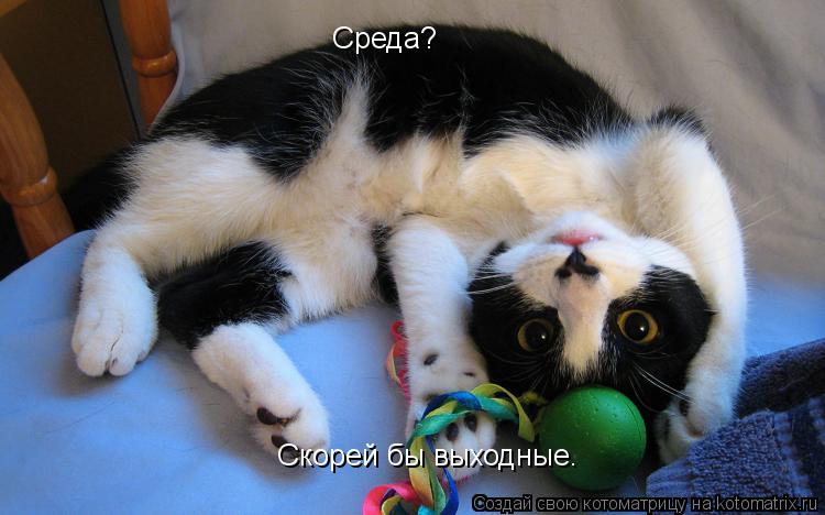 Среда? Скорей бы выходные.... Котоматрица: Среда? Скорей бы выходные.