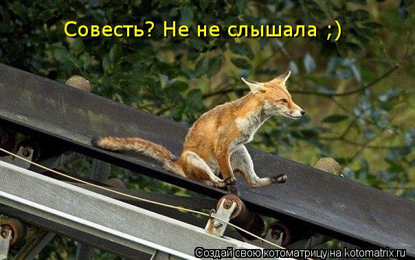 Совесть? Не не слышала ;) Совесть? Не не слышала ;)... Котоматрица: Совесть? Не не слышала ;) Совесть? Не не слышала ;)