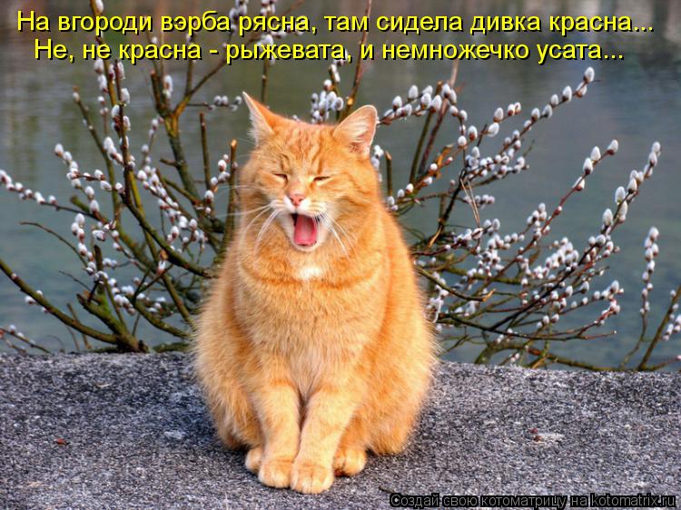 На вгороди вэрба рясна, там сидела дивка красна... Не, не красна - рыжевата, и немножечко усата...... Котоматрица: На вгороди вэрба рясна, там сидела дивка красна... Не, не красна - рыжевата, и немножечко усата...