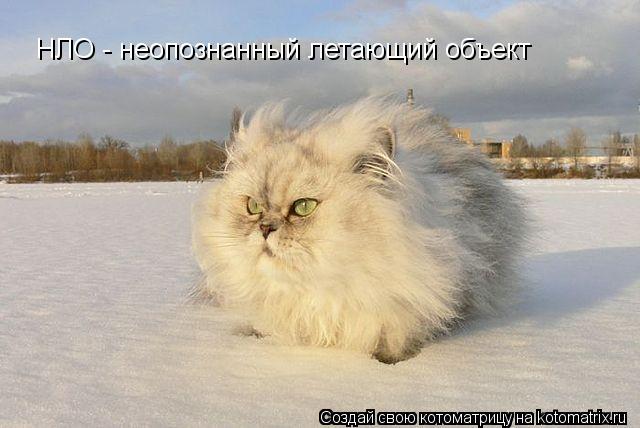 НЛО - неопознанный летающий объект... Котоматрица: НЛО - неопознанный летающий объект