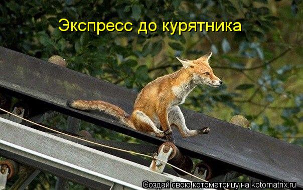 Экспресс до курятника... Котоматрица: Экспресс до курятника