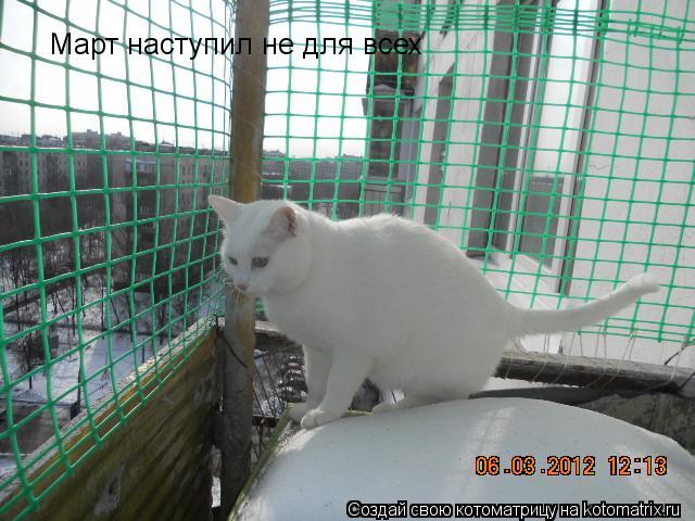 Март наступил не для всех... Котоматрица: Март наступил не для всех