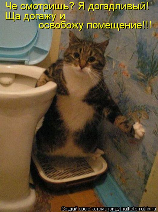 Че смотришь? Я догадливый! Ща догажу и освобожу помещение!!!... Котоматрица: Че смотришь? Я догадливый! Ща догажу и освобожу помещение!!!