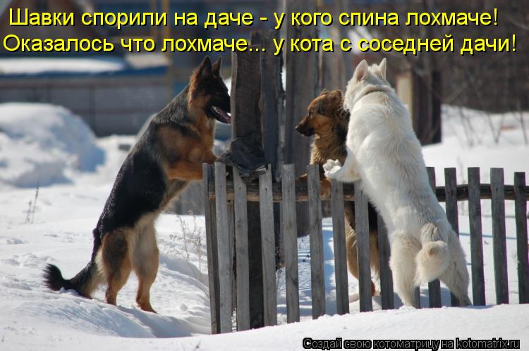 Шавки спорили на даче - у кого спина лохмаче! Оказалось что лохмаче... у кота с соседней дачи!... Котоматрица: Шавки спорили на даче - у кого спина лохмаче! Оказалось что лохмаче... у кота с соседней дачи!
