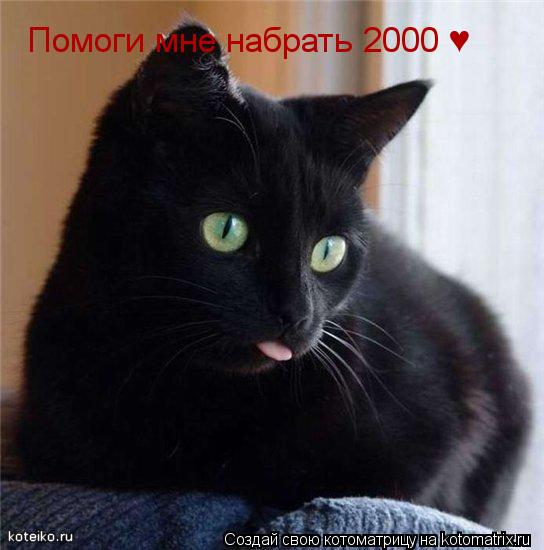Помоги мне набрать 2000 ♥... Котоматрица: Помоги мне набрать 2000 ♥