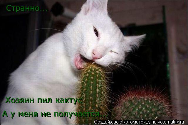 Странно... Хозяин пил кактус А у меня не получается...... Котоматрица: Странно... Хозяин пил кактус А у меня не получается...
