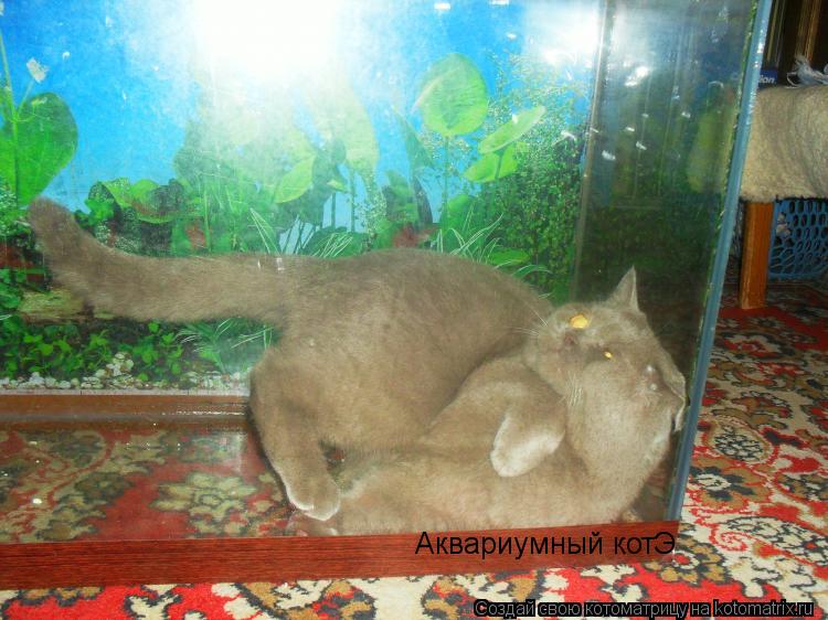 Аквариумный котЭ... Котоматрица: Аквариумный котЭ