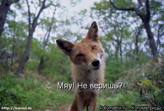 Мяу! Не веришь?... Котоматрица: Мяу! Не веришь?