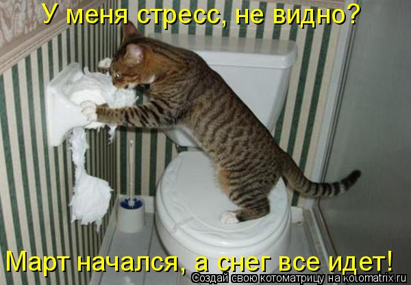 У меня стресс, не видно? Март начался, а снег все идет!... Котоматрица: У меня стресс, не видно? Март начался, а снег все идет!