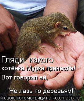 Гляди какого котёнка Мурка принесла! Вот говорил ей, "Не лазь по деревьям!"... Котоматрица: Гляди какого котёнка Мурка принесла! Вот говорил ей, "Не лазь по деревьям!"