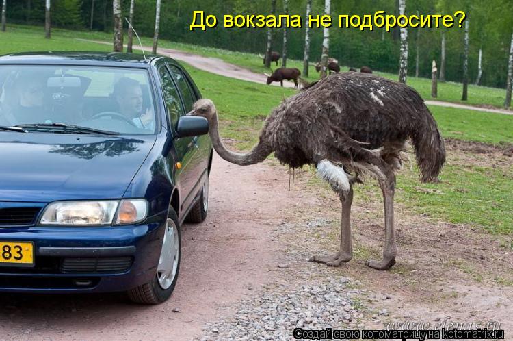 До вокзала не подбросите?... Котоматрица: До вокзала не подбросите?