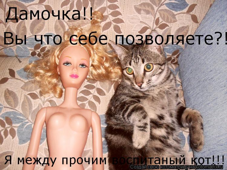 Дамочка!! Вы что себе позволяете?! Я между прочим воспитаный кот!!!... Котоматрица: Дамочка!! Вы что себе позволяете?! Я между прочим воспитаный кот!!!