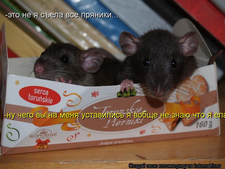 -это не я съела все пряники... -ну чего вы на меня уставились я вобще не знаю что я ела... Котоматрица: -это не я съела все пряники... -ну чего вы на меня уставились я вобще не знаю что я ела