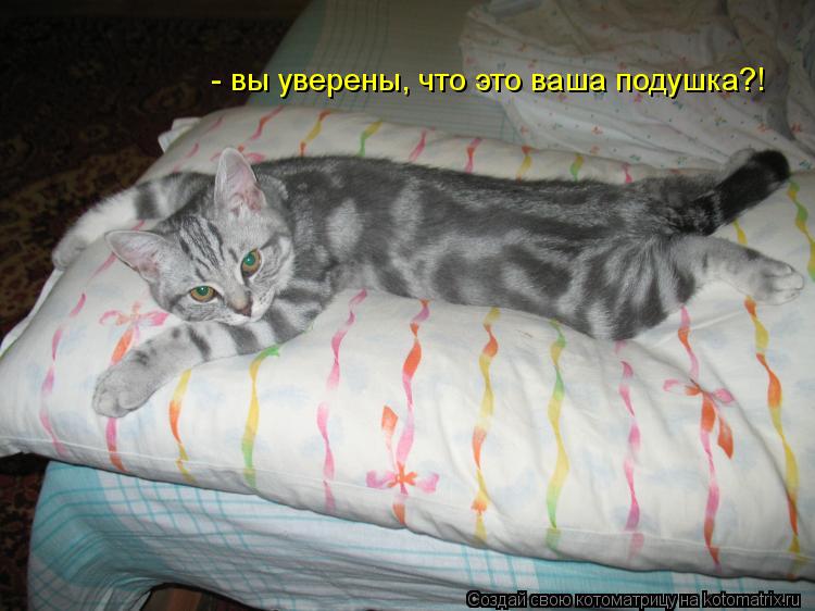 Котоматрица: - вы уверены, что это ваша подушка?!