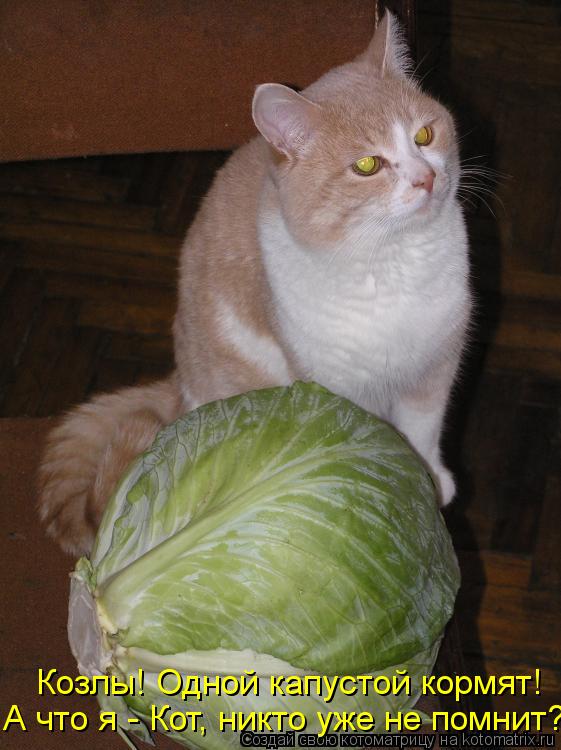 А что я - Кот, никто уже не помнит? Козлы! Одной капустой кормят!... Котоматрица: А что я - Кот, никто уже не помнит? Козлы! Одной капустой кормят!