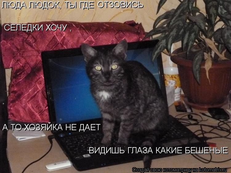 ЛЮДА ЛЮДОК, ТЫ ГДЕ ОТЗОВИСЬ СЕЛЕДКИ ХОЧУ , ВИДИШЬ ГЛАЗА КАКИЕ БЕШЕНЫЕ А ТО ХОЗЯЙКА НЕ ДАЕТ... Котоматрица: ЛЮДА ЛЮДОК, ТЫ ГДЕ ОТЗОВИСЬ СЕЛЕДКИ ХОЧУ , ВИДИШЬ ГЛАЗА КАКИЕ БЕШЕНЫЕ А ТО ХОЗЯЙКА НЕ ДАЕТ