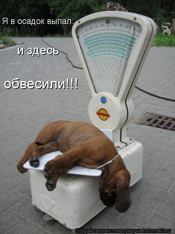 и здесь обвесили!!! Я в осадок выпал:... Котоматрица: и здесь обвесили!!! Я в осадок выпал: