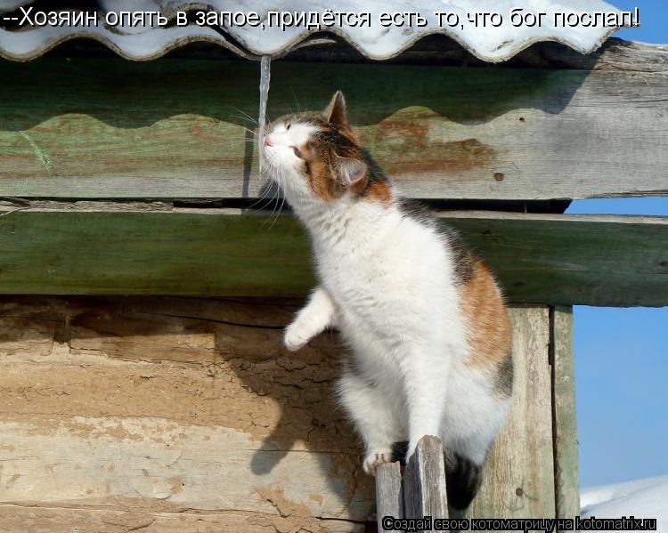 --Хозяин опять в запое,придётся есть то,что бог послал!... Котоматрица: --Хозяин опять в запое,придётся есть то,что бог послал!