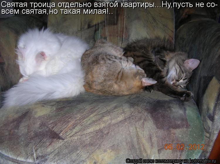 Святая троица отдельно взятой квартиры...Ну,пусть не со- всем святая,но такая милая!..... Котоматрица: Святая троица отдельно взятой квартиры...Ну,пусть не со- всем святая,но такая милая!..