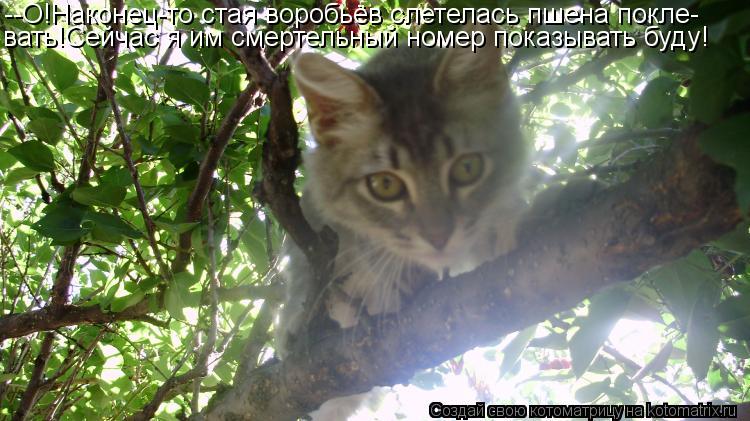 --О!Наконец-то стая воробьёв слетелась пшена покле- вать!Сейчас я им смертельный номер показывать буд... Котоматрица: --О!Наконец-то стая воробьёв слетелась пшена покле- вать!Сейчас я им смертельный номер показывать буду!