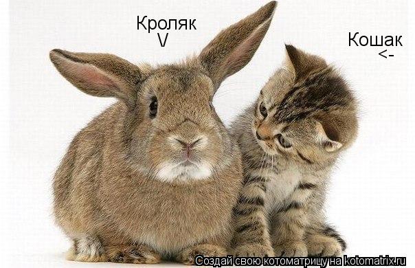 Кроляк Кошак <- \/... Котоматрица: Кроляк Кошак <- \/