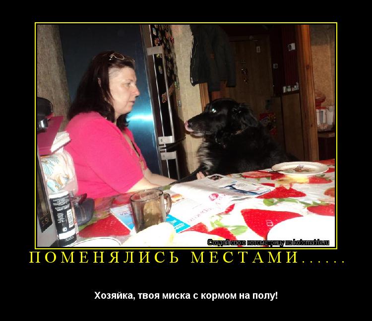 поменялись местами...... Хозяйка, твоя миска с кормом на полу!... Котоматрица: поменялись местами...... Хозяйка, твоя миска с кормом на полу!