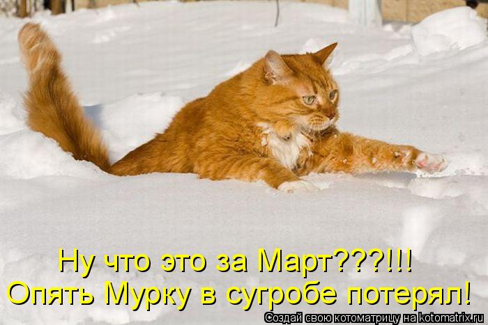 Опять Мурку в сугробе потерял! Ну что это за Март???!!!... Котоматрица: Опять Мурку в сугробе потерял! Ну что это за Март???!!!