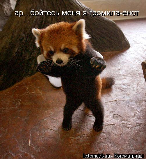 ар...бойтесь меня я громила-енот... Котоматрица: ар...бойтесь меня я громила-енот