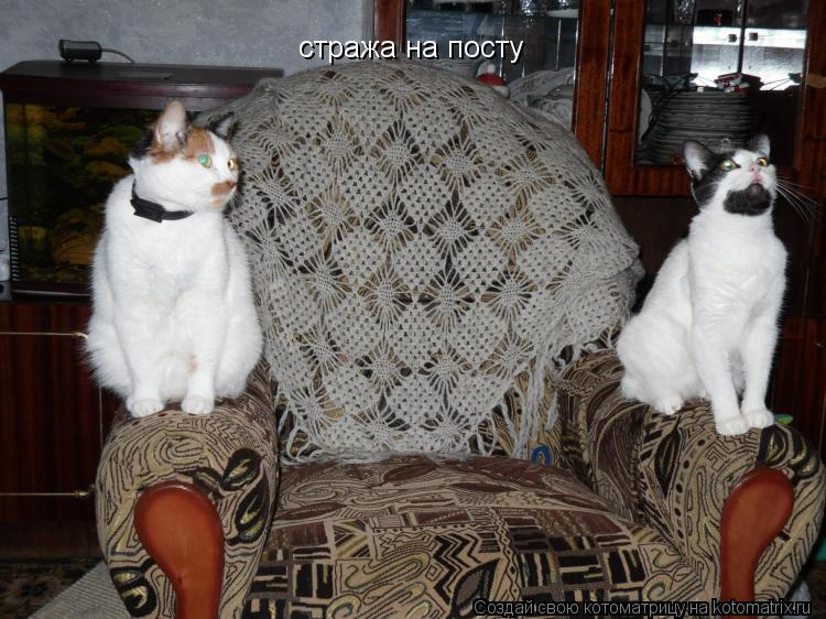 стража на посту... Котоматрица: стража на посту