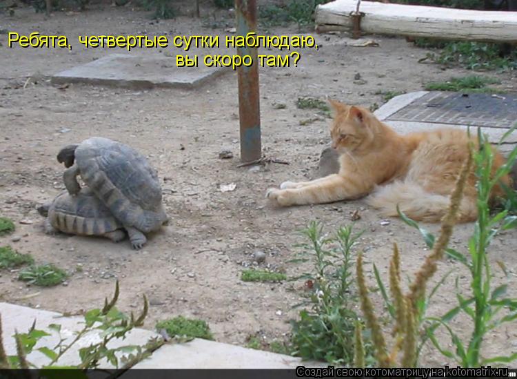 Ребята, четвертые сутки наблюдаю, вы скоро там?... Котоматрица: Ребята, четвертые сутки наблюдаю, вы скоро там?