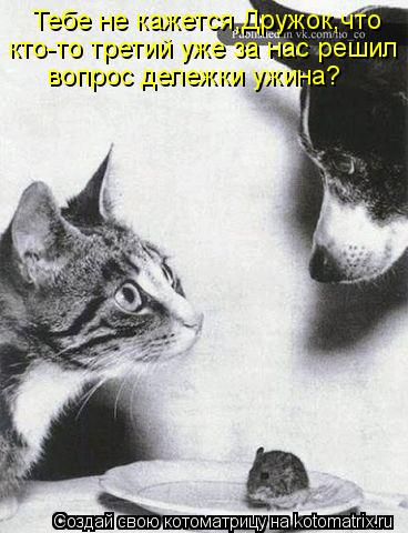 Тебе не кажется,Дружок,что кто-то третий уже за нас решил вопрос дележки ужина?... Котоматрица: Тебе не кажется,Дружок,что кто-то третий уже за нас решил вопрос дележки ужина?