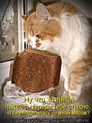Ну что,хозяйка! Надеюсь теперь тебе стыдно, что не поделилась со мной мясом?... Котоматрица: Ну что,хозяйка! Надеюсь теперь тебе стыдно, что не поделилась со мной мясом?