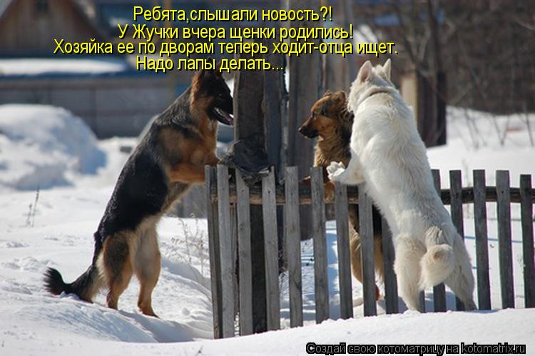 Ребята,слышали новость?! У Жучки вчера щенки родились! Хозяйка ее по дворам теперь ходит-отца ищет. Н... Котоматрица: Ребята,слышали новость?! У Жучки вчера щенки родились! Хозяйка ее по дворам теперь ходит-отца ищет. Надо лапы делать...