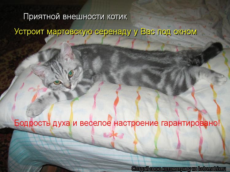 Приятной внешности котик Устроит мартовскую серенаду у Вас под окном Бодрость духа и веселое настроен... Котоматрица: Приятной внешности котик Устроит мартовскую серенаду у Вас под окном Бодрость духа и веселое настроение гарантировано!