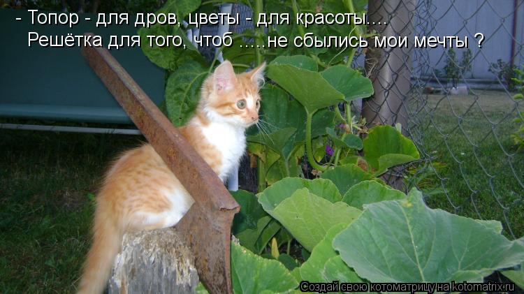 - Топор - для дров, цветы - для красоты.... Решётка для того, чтоб .....не сбылись мои мечты ?... Котоматрица: - Топор - для дров, цветы - для красоты.... Решётка для того, чтоб .....не сбылись мои мечты ?