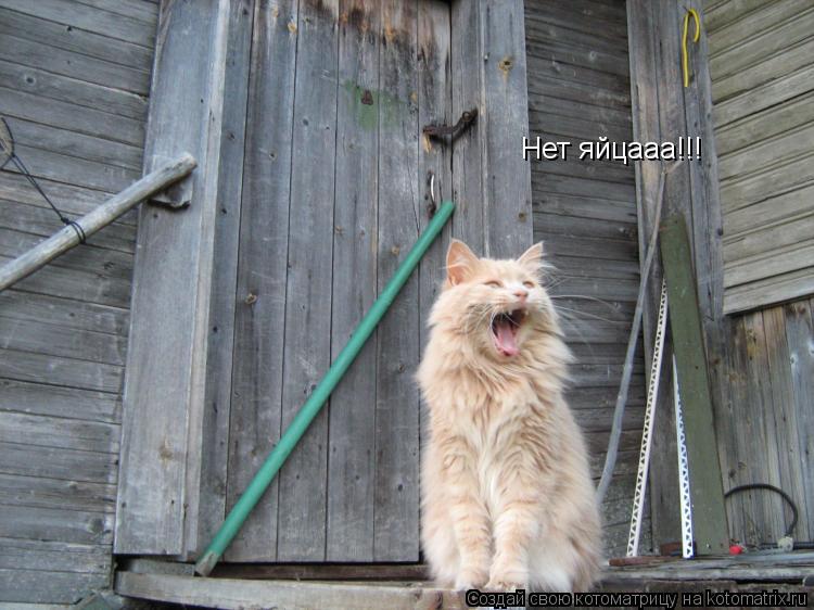 Нет яйцааа!!!... Котоматрица: Нет яйцааа!!!