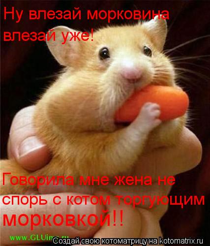 Ну влезай морковина влезай уже! Говорила мне жена не спорь с котом торгующим морковкой!!... Котоматрица: Ну влезай морковина влезай уже! Говорила мне жена не спорь с котом торгующим морковкой!!