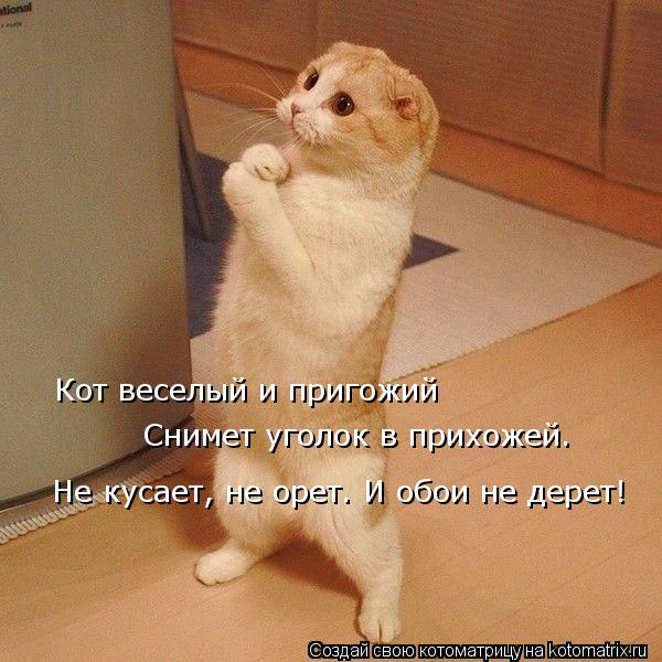 Кот веселый и пригожий Снимет уголок в прихожей. Не кусает, не орет. И обои не дерет!... Котоматрица: Кот веселый и пригожий Снимет уголок в прихожей. Не кусает, не орет. И обои не дерет!